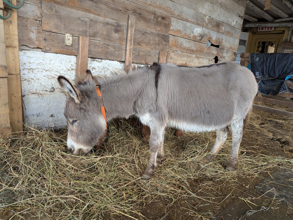 PrimRosedonkey's tweet photo. Daisy. 

#primrosedonkeysanctuary https://t.co/gNT3lMQSk5