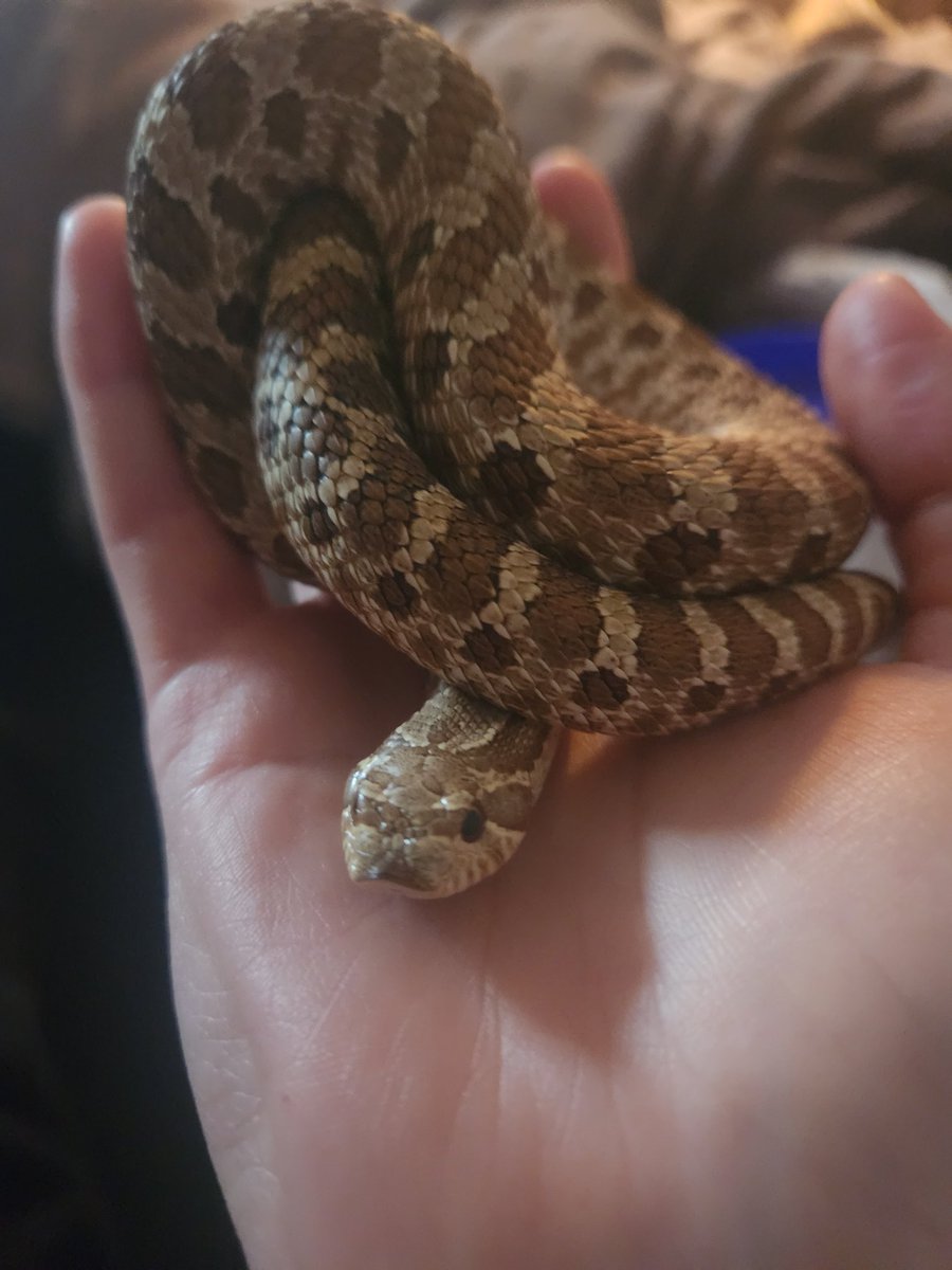 Ripley tweet media