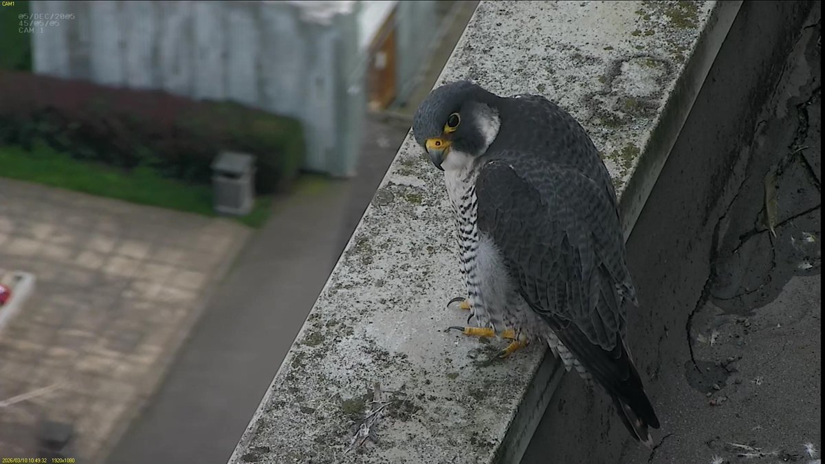 FaB Peregrines tweet media