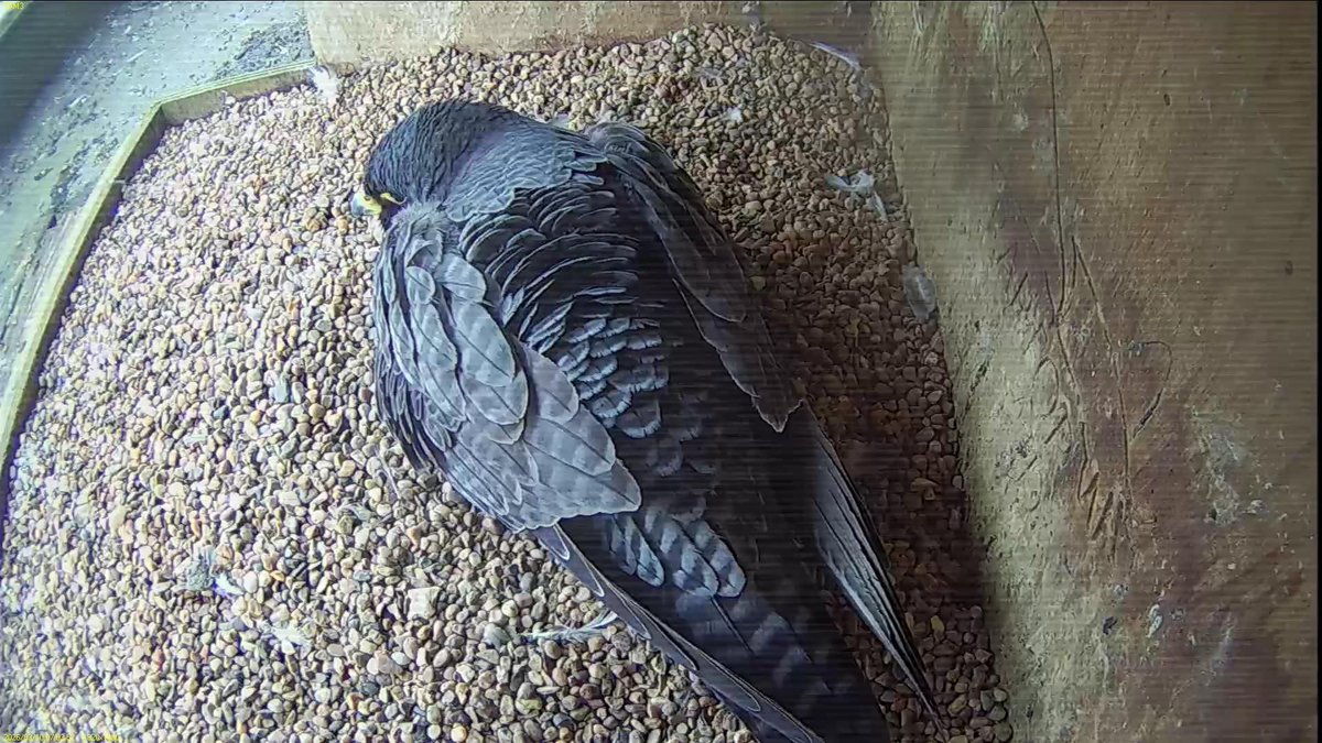FaB Peregrines tweet media