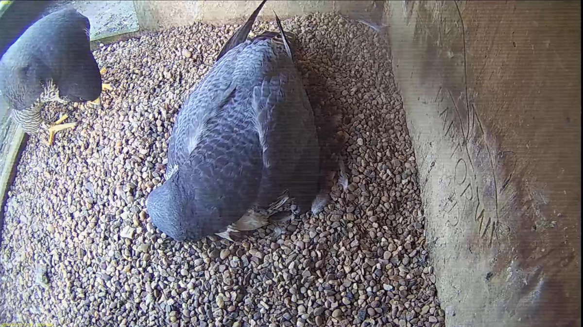 FaB Peregrines tweet media