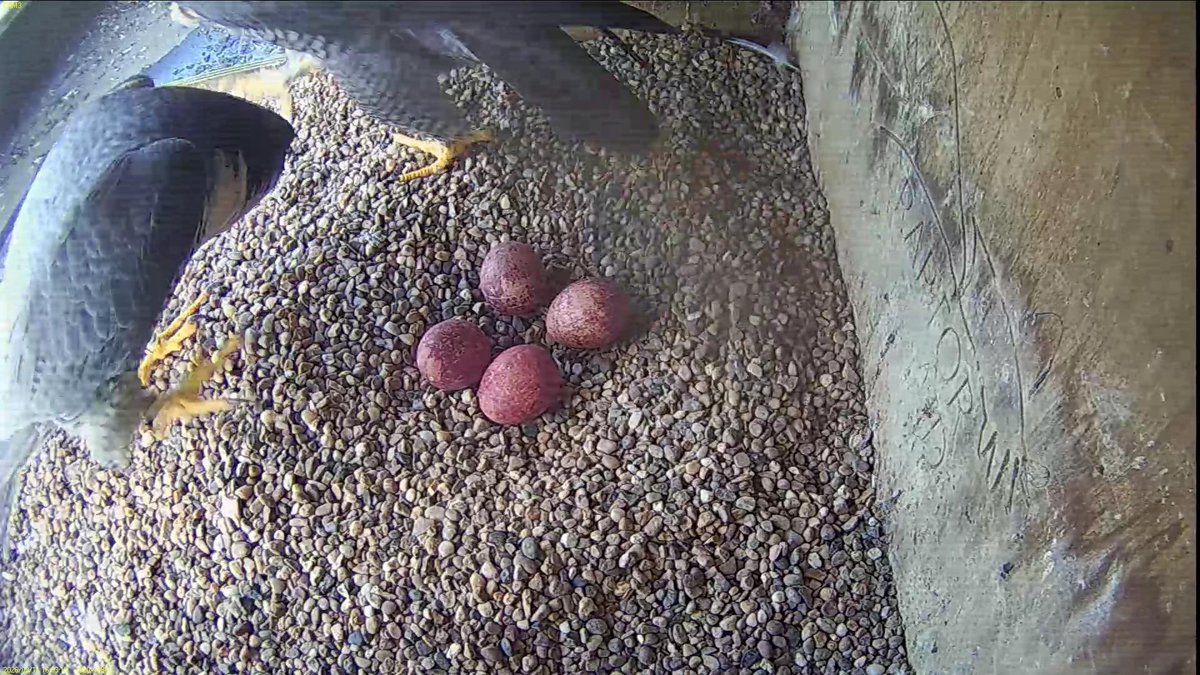 FaB Peregrines tweet media