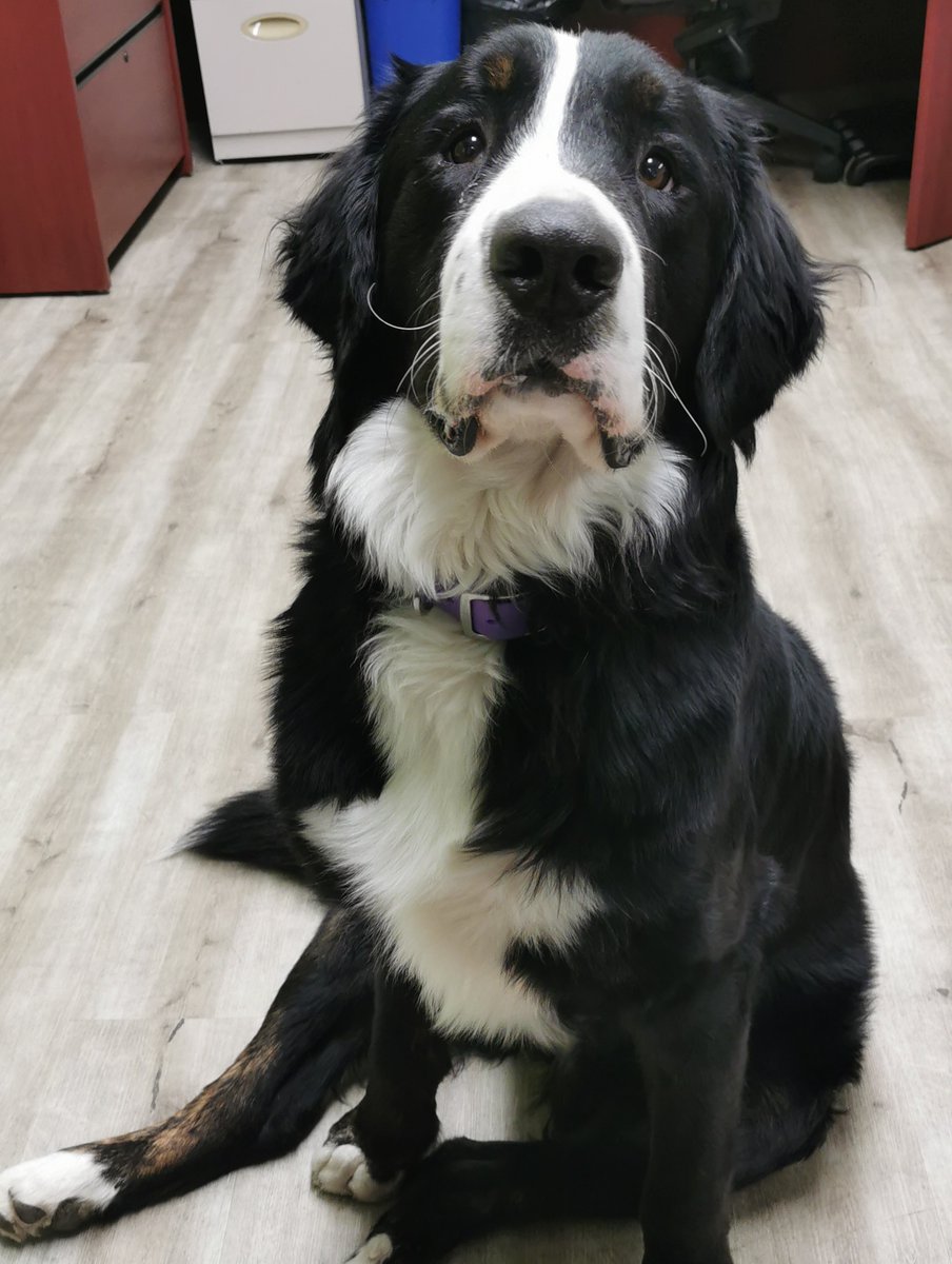 Chef Goose tweet media