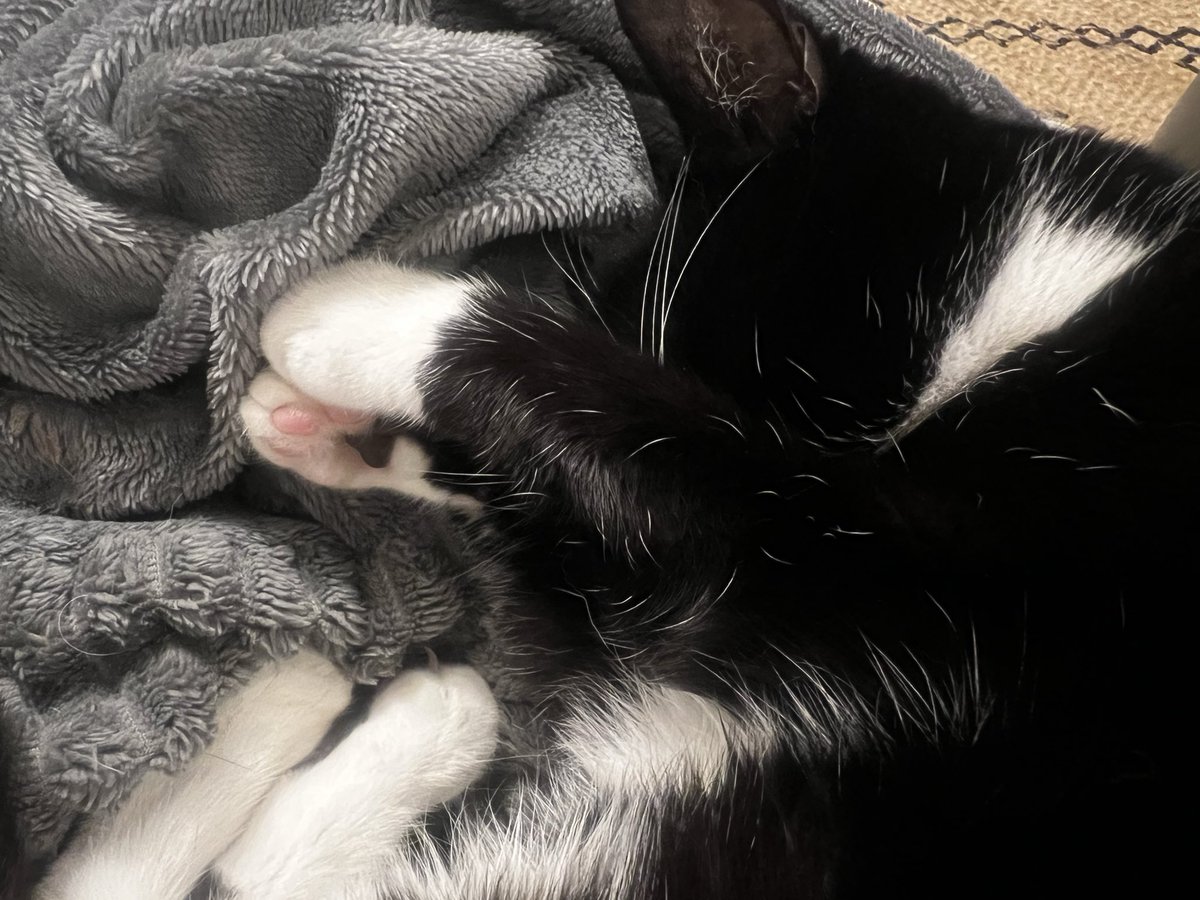 cat tweet media