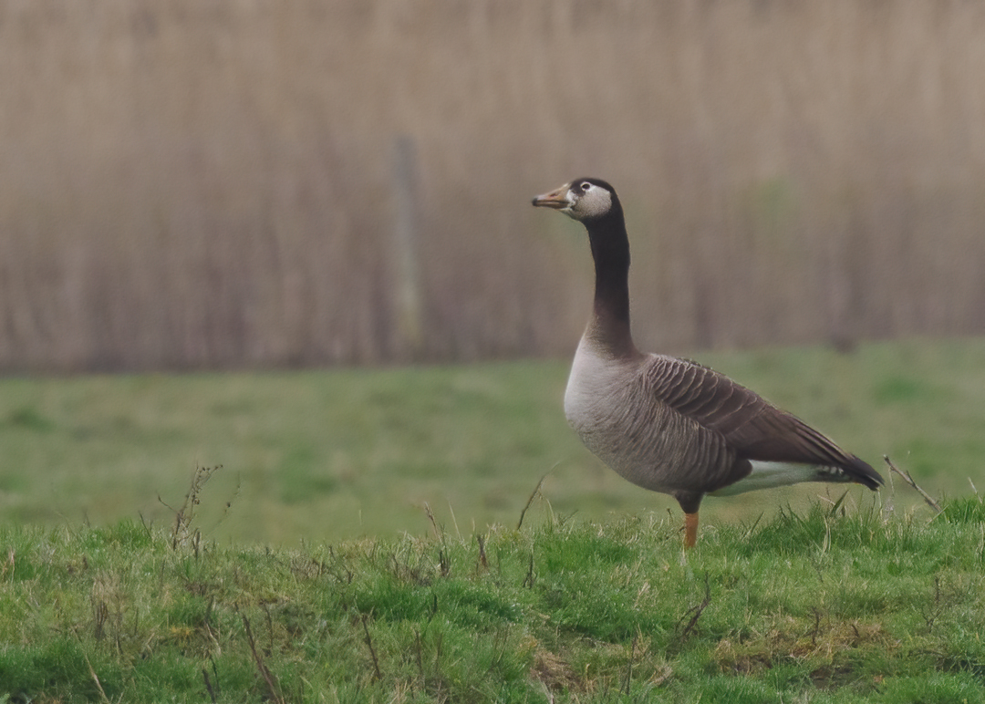 Seasalter birder tweet media