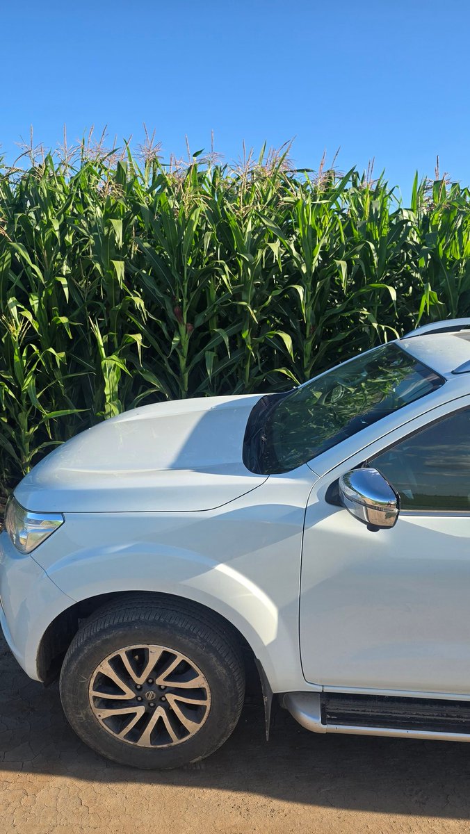 Turis2364's tweet photo. Maiz de segunda muy buen estado, puse la camioneta para que vean la altura #SosTambo #Campo #picadores #GrupoProagro https://t.co/mGVoDNRvN2