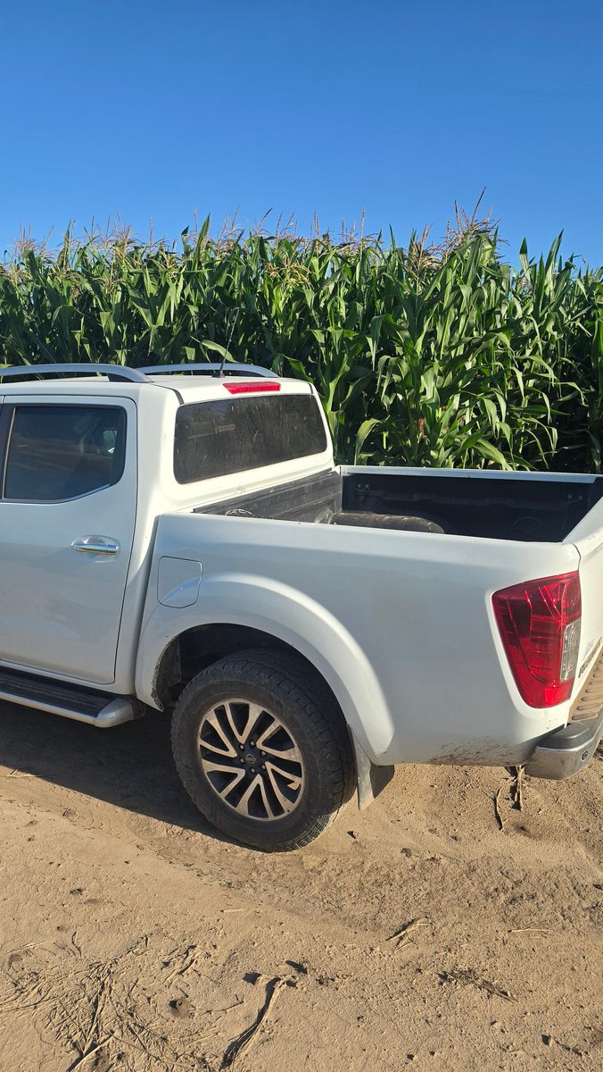 Turis2364's tweet photo. Maiz de segunda muy buen estado, puse la camioneta para que vean la altura #SosTambo #Campo #picadores #GrupoProagro https://t.co/mGVoDNRvN2