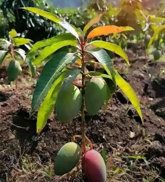 GordonSemahore's tweet photo. It’s very unfortunate that the spirit of teenage pregnancy has also entered plants. https://t.co/aTFmgzVTy2