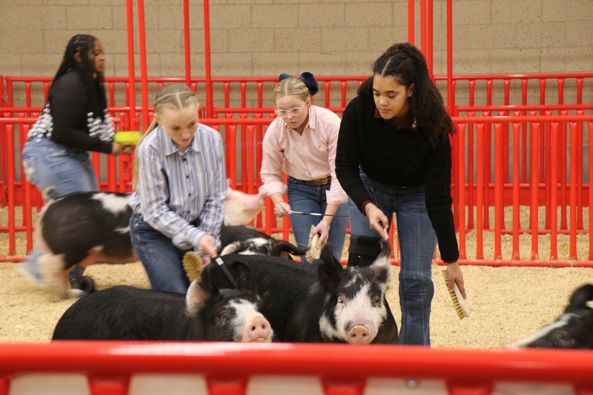 wsisdschools's tweet image. 🥇🐖🐷Throwback to last month when @brewerhighwsisd FFA swine exhibitors earned numerous ribbons at the Tarrant County Junior Livestock Show! wsisd.com/all-news/defau… #CTE