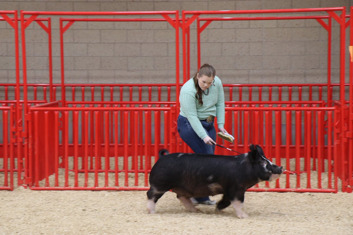 wsisdschools's tweet image. 🥇🐖🐷Throwback to last month when @brewerhighwsisd FFA swine exhibitors earned numerous ribbons at the Tarrant County Junior Livestock Show! wsisd.com/all-news/defau… #CTE