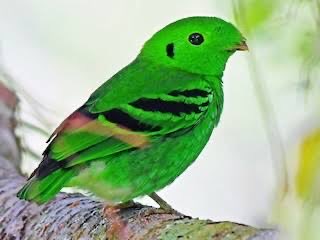 lemon 2🦜☯️ tweet media