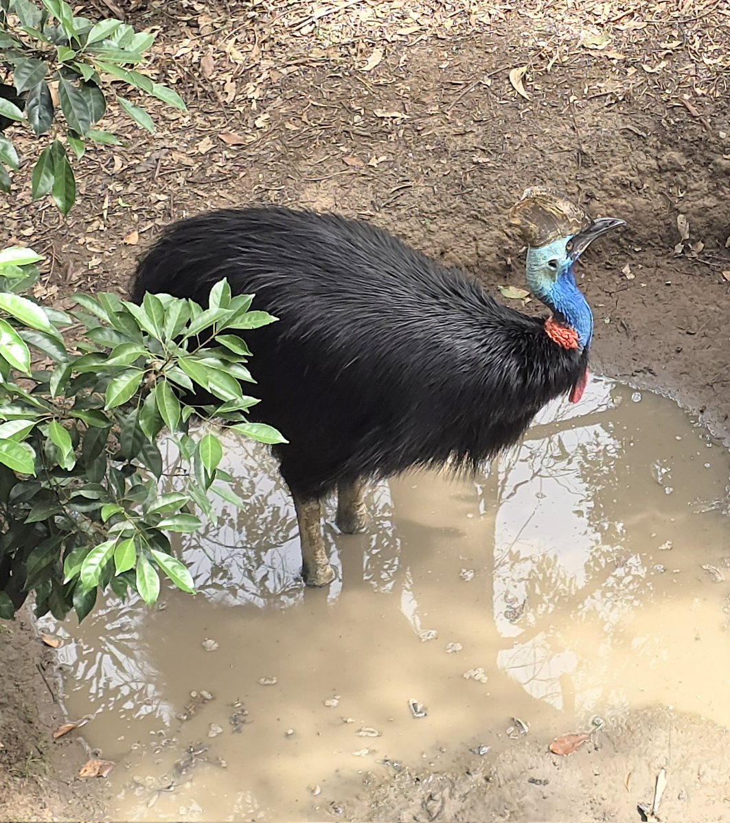 Hurdy Gurdy Travel Podcast tweet media