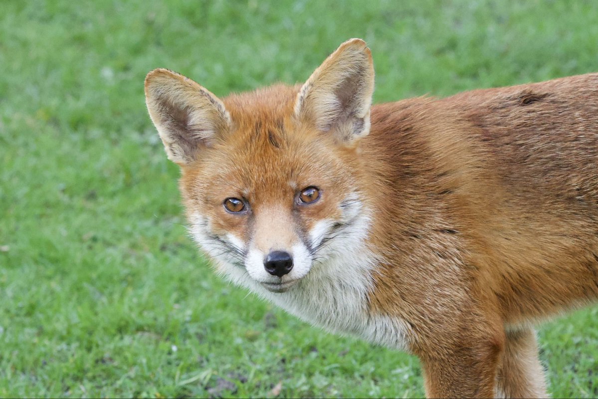 David Hateley tweet media