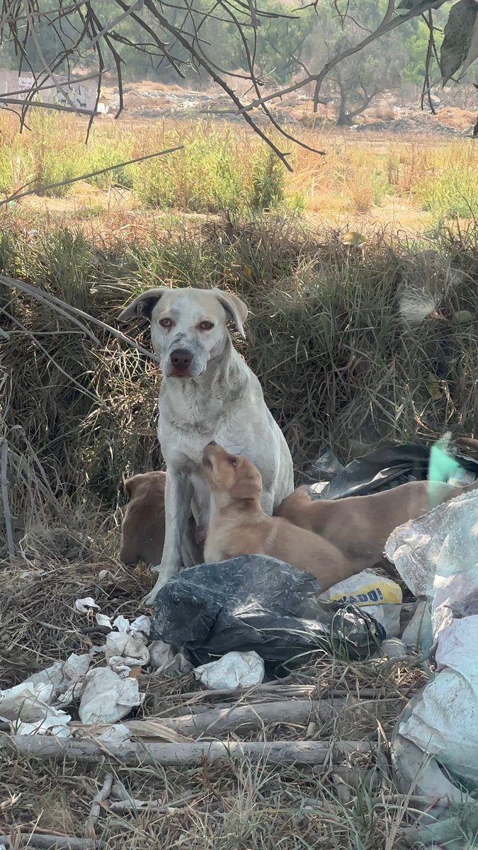 Ella es Clarita… y hoy quiere contarte un pedacito de su historia.

Su carita refleja toda la tristeza que guarda su corazón.

Clarita vive en la calle,entre basura,en un lugar muy peligroso: junto a una carretera y a un canal de aguas negras. Cada día es una lucha por