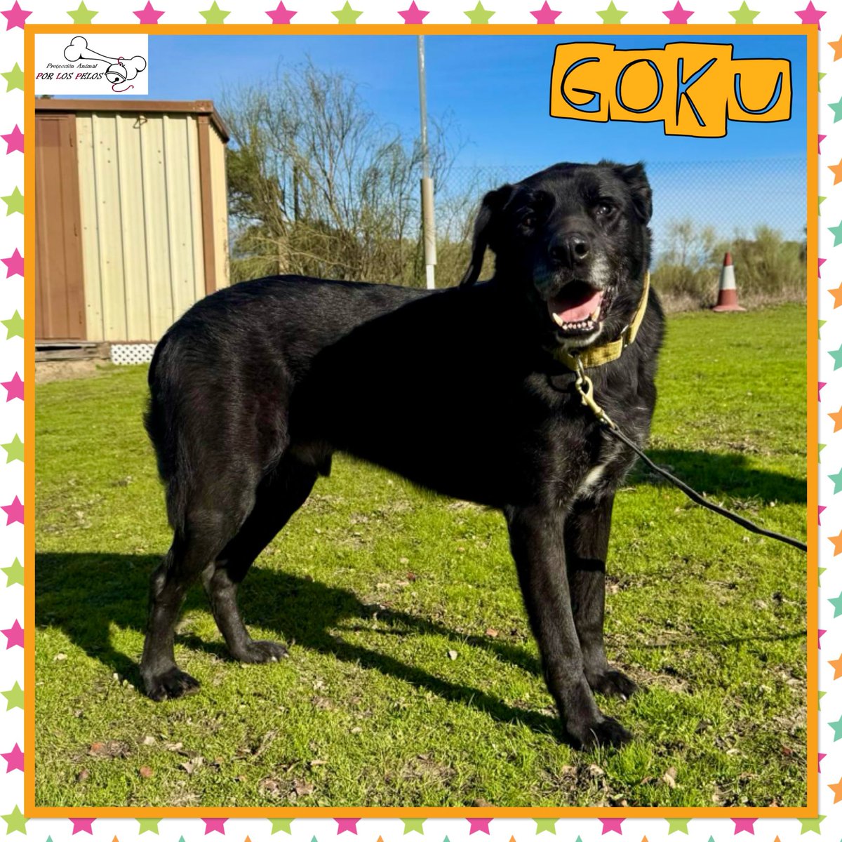 PerreraToledo's tweet image. 🐶GOKU🐶 #labrador 8 años. 🆘SIGUE SIN NADA 🆘¿Os acordáis de él? Ha sido devuelto por su propia familia después de de ser adoptado y necesita URGENTEMENTE #acogida #adopcion Lo está pasando fatal. Educado y tranquilo. 👉 buff.ly/3JZ8Db4