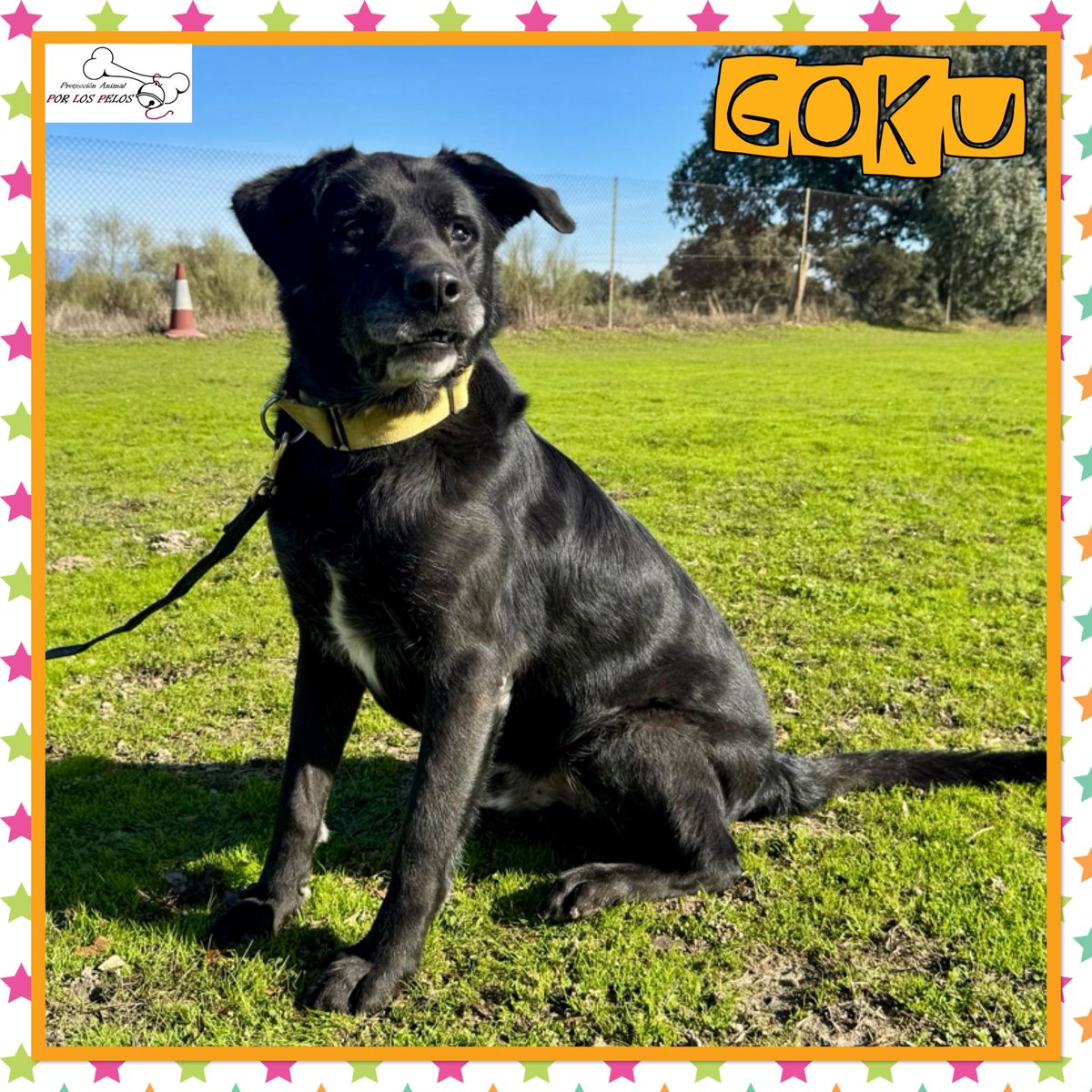 PerreraToledo's tweet image. 🐶GOKU🐶 #labrador 8 años. 🆘SIGUE SIN NADA 🆘¿Os acordáis de él? Ha sido devuelto por su propia familia después de de ser adoptado y necesita URGENTEMENTE #acogida #adopcion Lo está pasando fatal. Educado y tranquilo. 👉 buff.ly/3JZ8Db4
