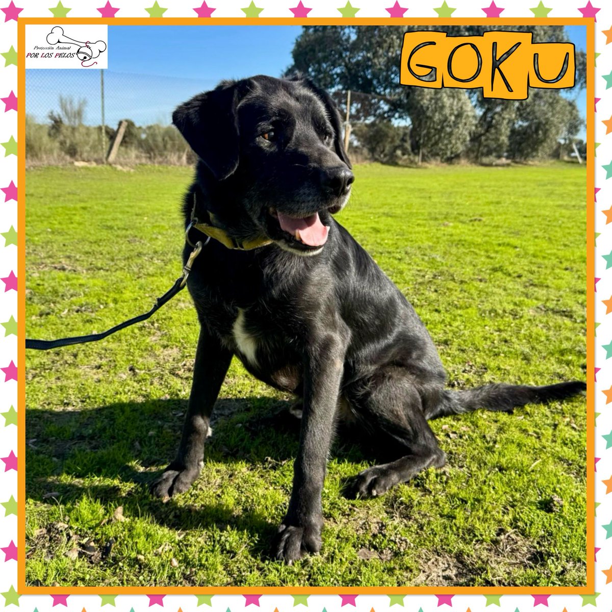 PerreraToledo's tweet image. 🐶GOKU🐶 #labrador 8 años. 🆘SIGUE SIN NADA 🆘¿Os acordáis de él? Ha sido devuelto por su propia familia después de de ser adoptado y necesita URGENTEMENTE #acogida #adopcion Lo está pasando fatal. Educado y tranquilo. 👉 buff.ly/3JZ8Db4