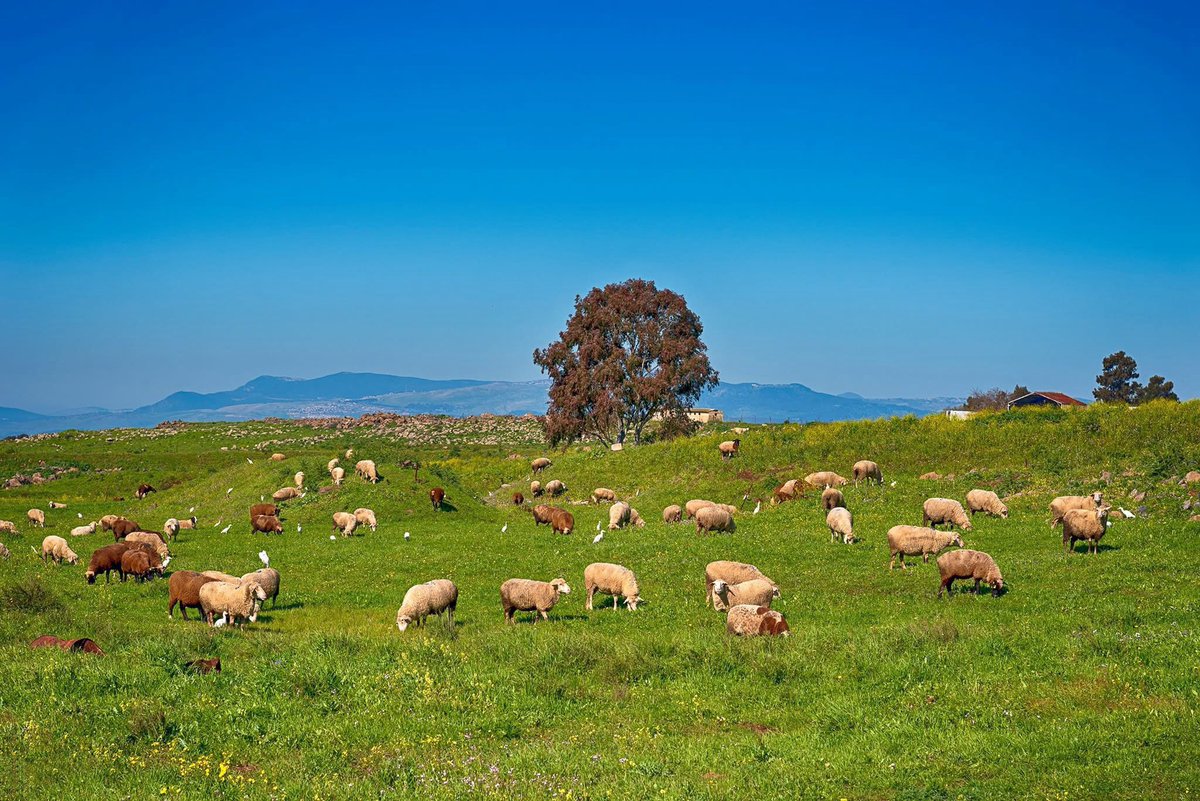 SWANA Insights tweet media