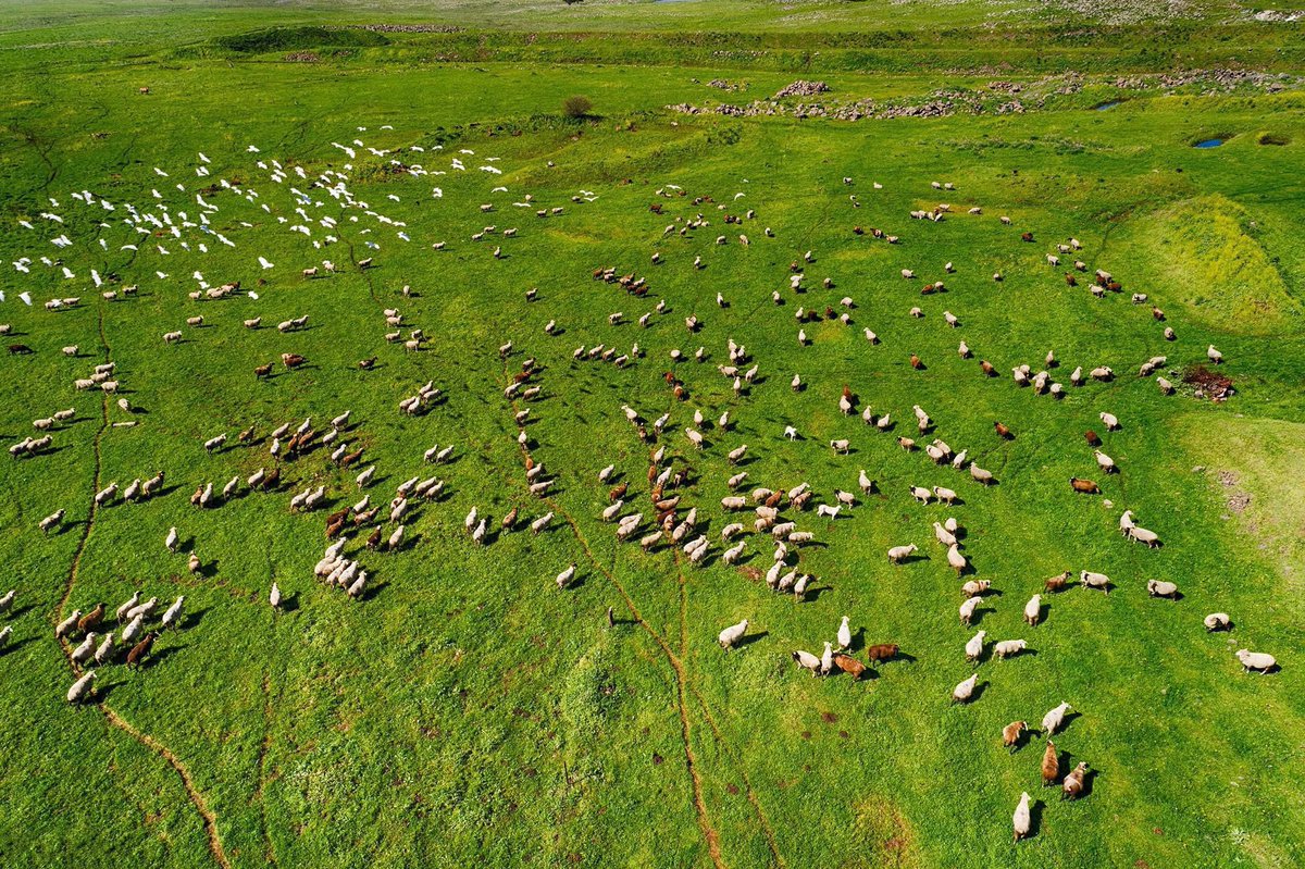 SWANA Insights tweet media