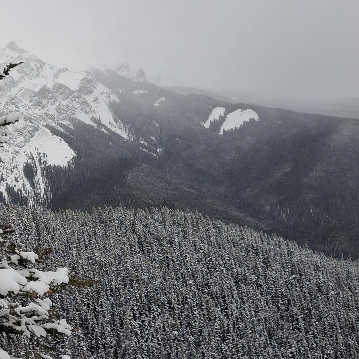 lumberjack tweet media