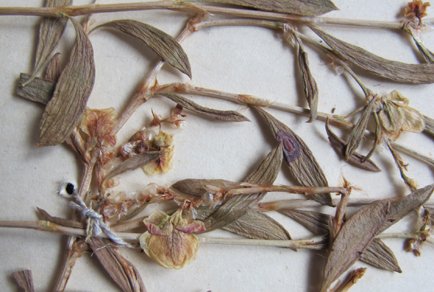Phytotaxa's tweet photo. A broadly sampled 6-loci plastid phylogeny of Atraphaxis (#Polygoneae, #Polygonoideae, #Polygonaceae) reveals new taxa: IV. Cryptic species related to A. bracteata in #Mongolia
#taxonomy
https://t.co/cSKD7q5ACc https://t.co/Nxbg40Ggz5