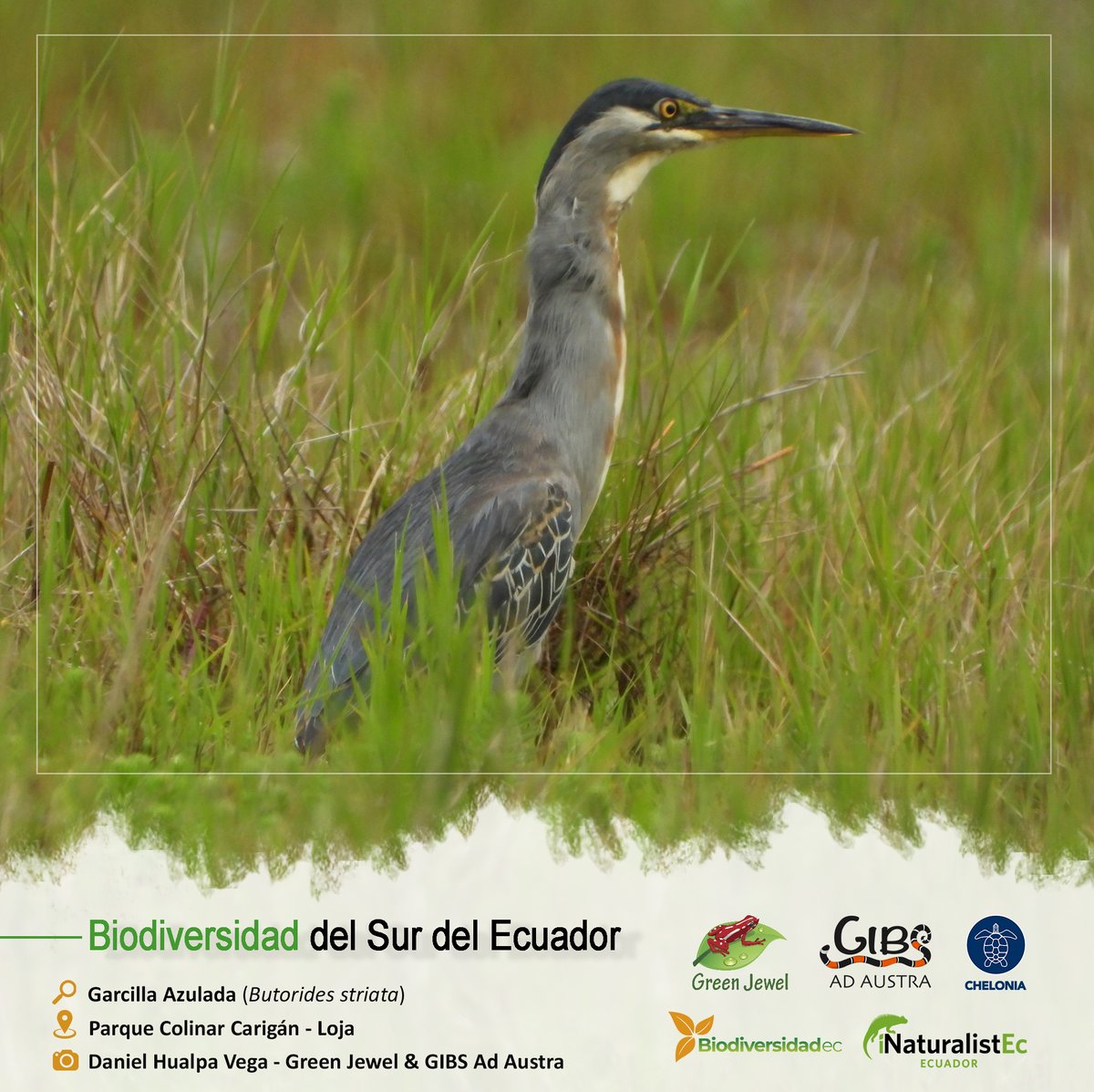 GrupoGreenJewel's tweet photo. BIODIVERSIDAD DEL SUR DEL ECUADOR
🔎: Garcilla Azulada / Butorides striata
🏞️: Parque Colinar Carigán - Loja
📷: Daniel Hualpa Vega - Green Jewel & GIBS Ad Austra
#BiodiversidadDelSurDelEcuador #GreenJewel #Chelonia #GIBS #BiodiversidadEc #CienciaCiudadana #SomosInaturalistEc https://t.co/YuA3HQoYjP