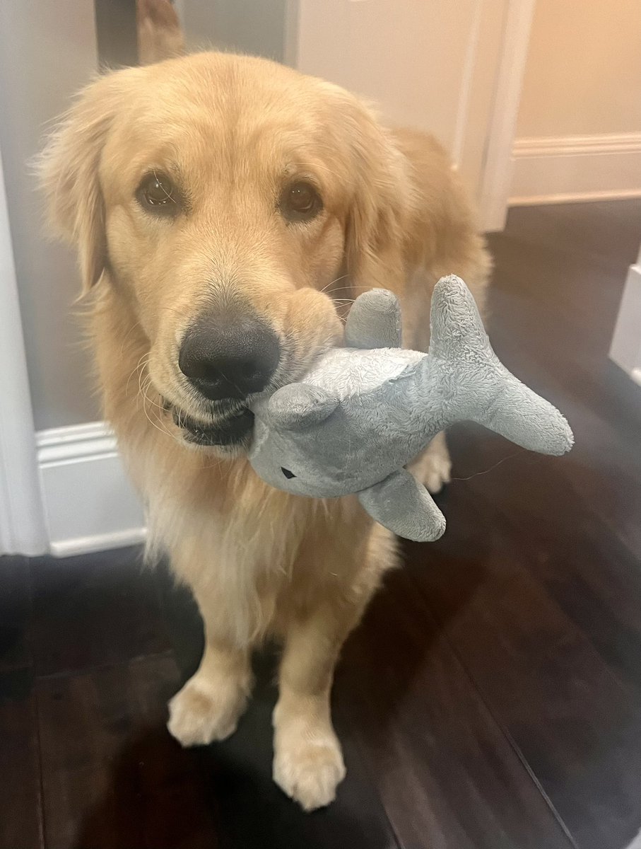 I interrupt your phone call with baby shark, please play with me! 😁
I bring mom a toy every time she dares to pick up the phone.🤣 Pretty hard to ignore such cuteness. 🥰