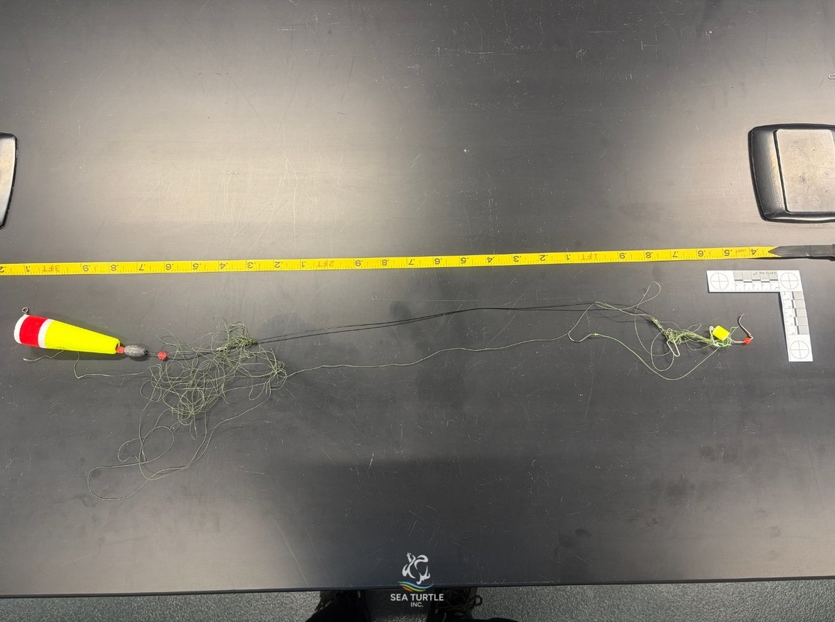 Sea Turtle, Inc. tweet media