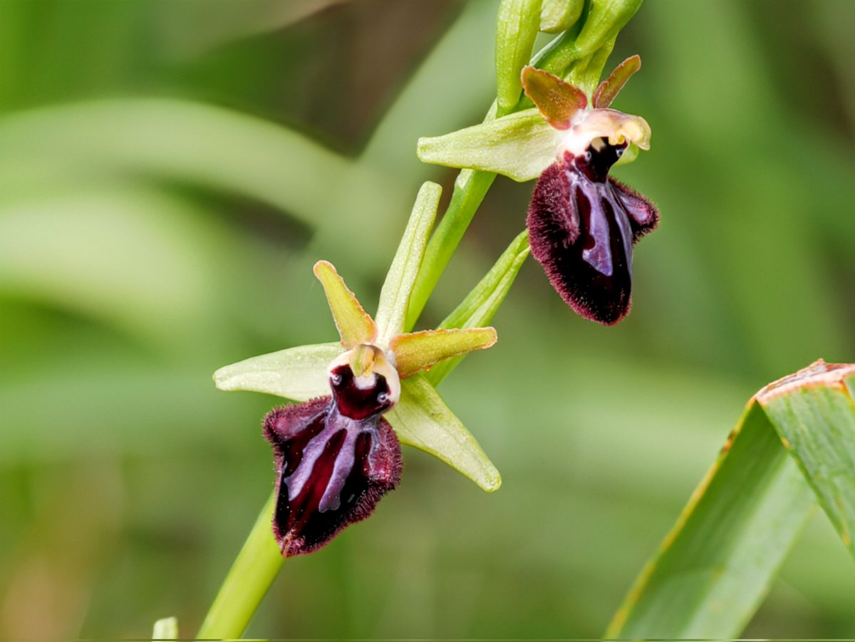 Ophrys incubacea 
Wild orchid from Monti, Sardinia