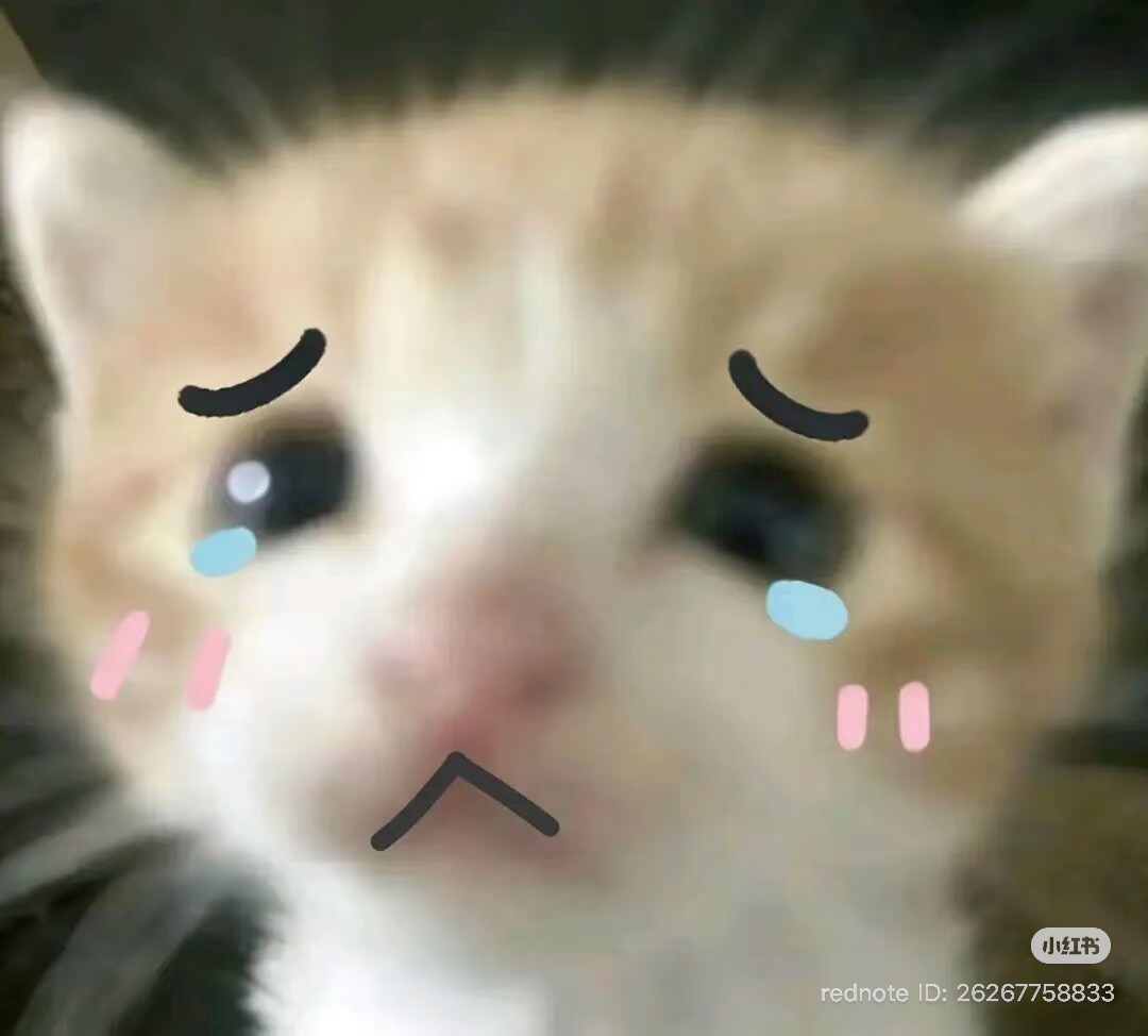 No Context Cats tweet media