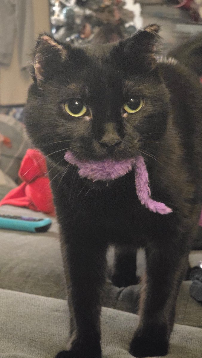 Captain Showtime 🔜 TFF / LVFC /FWA tweet media