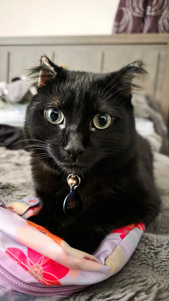 Captain Showtime 🔜 TFF / LVFC /FWA tweet media