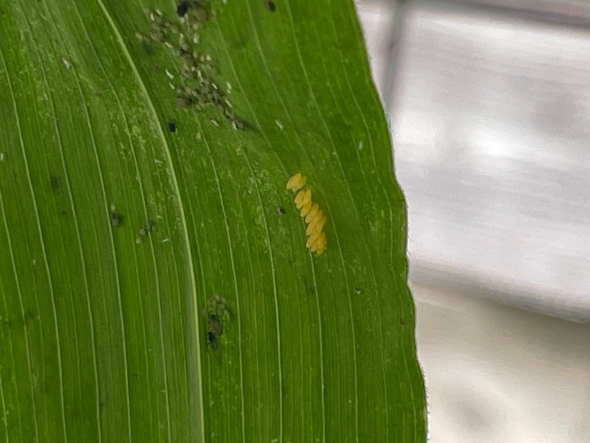 Sheesh! Candy tweet media