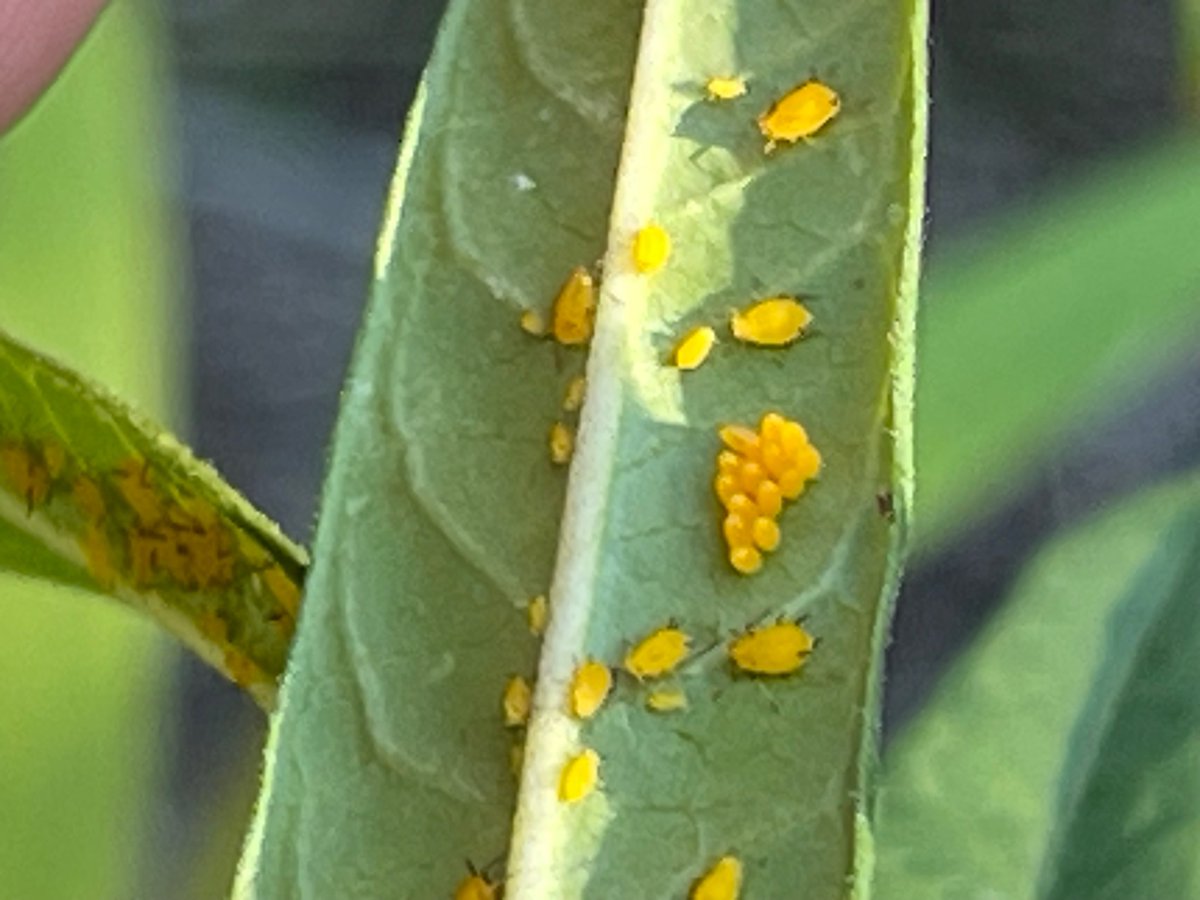 Sheesh! Candy tweet media