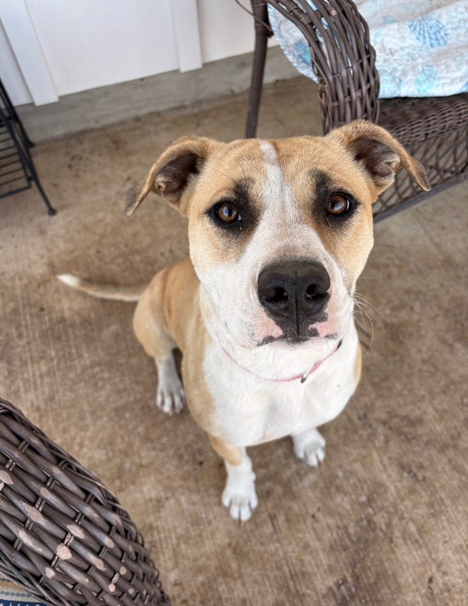 Wishlist Wednesday 

Today our wish is simple… a foster for Sandy here in Texas.

Sweet Sandy is only about one year old, and heartbreakingly she has already had a litter of puppies. When she wandered up to our foster’s ranch, she was full of milk but her puppies were nowhere to