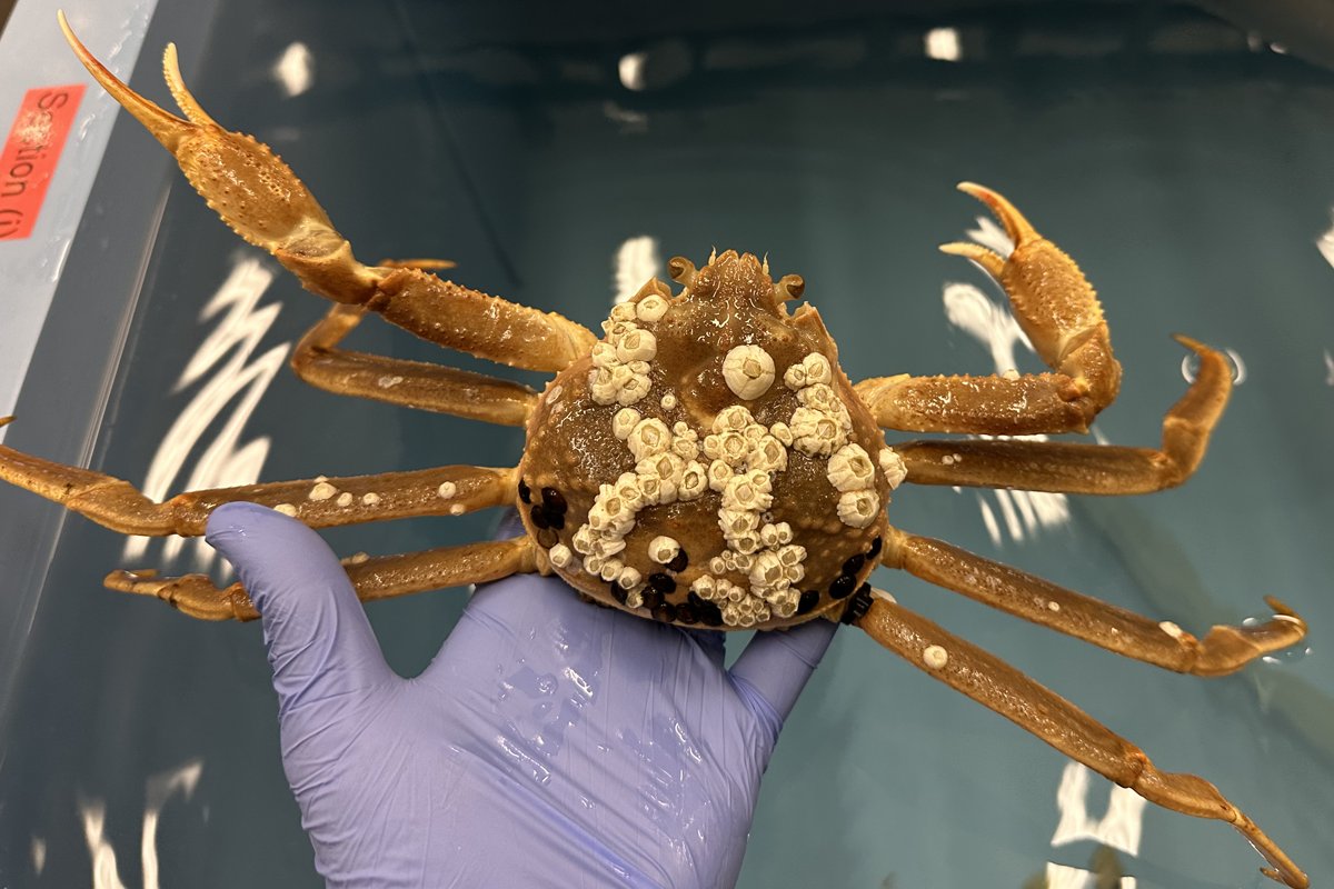 Bigelow Laboratory tweet media