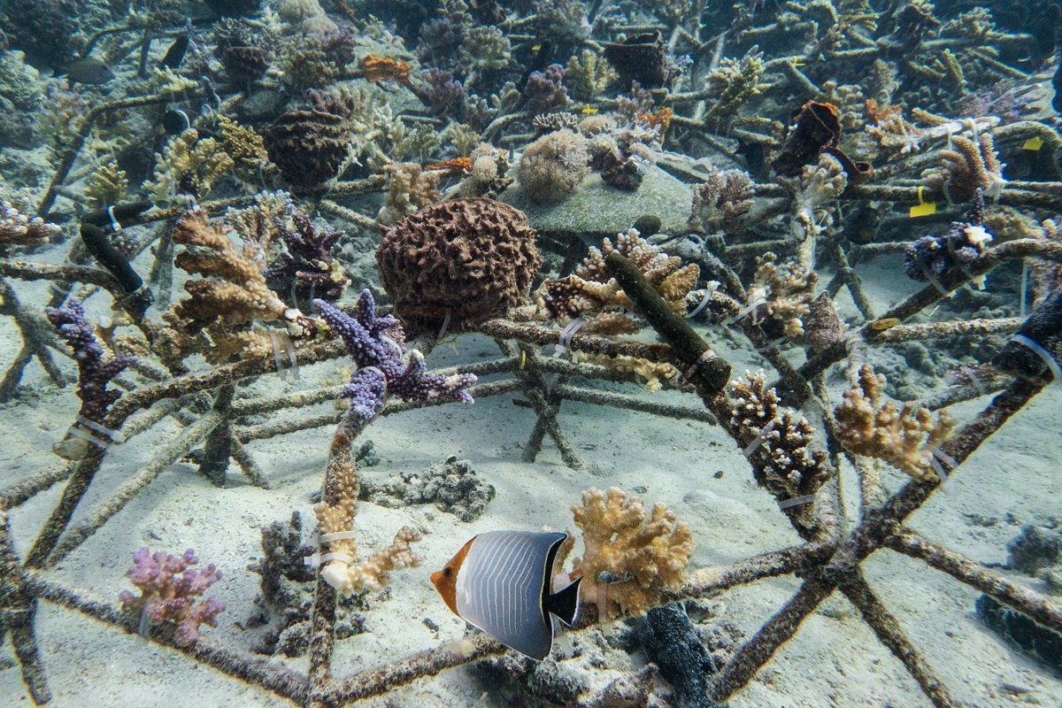 Bigelow Laboratory tweet media