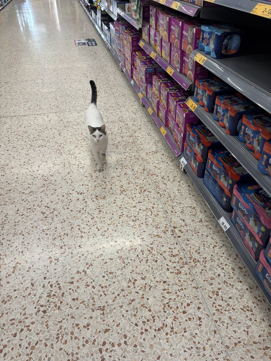 Breaking news. Saw a cat in Morrisons in the cat food aisle. I was so shocked a cat had walked itself into the shop and to the relevant aisle I asked a lady who was stood there if it was her cat (it wasn’t)