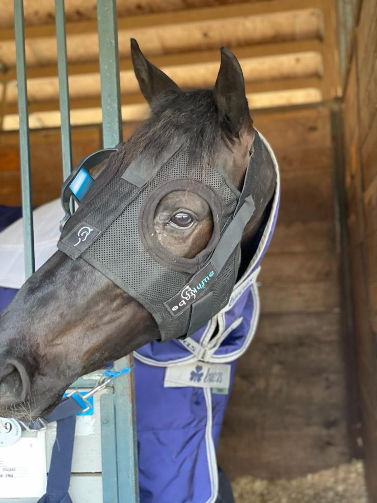 Equilume tweet media