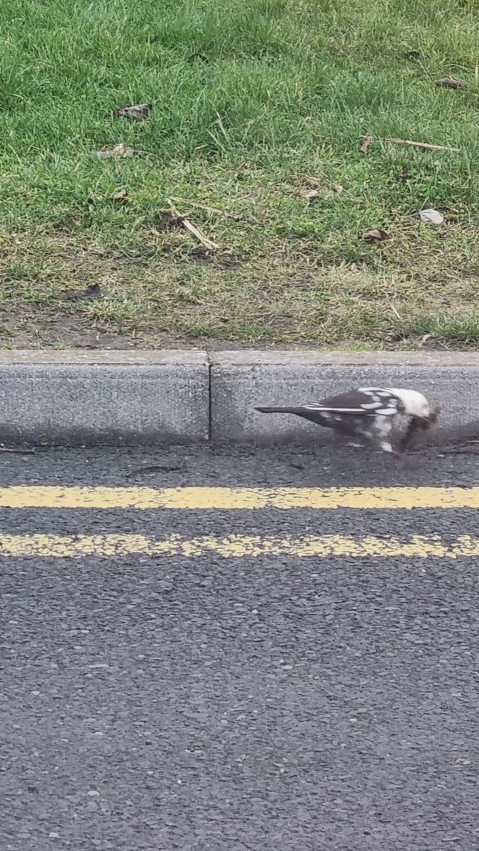 💚 P 🪴 tweet media