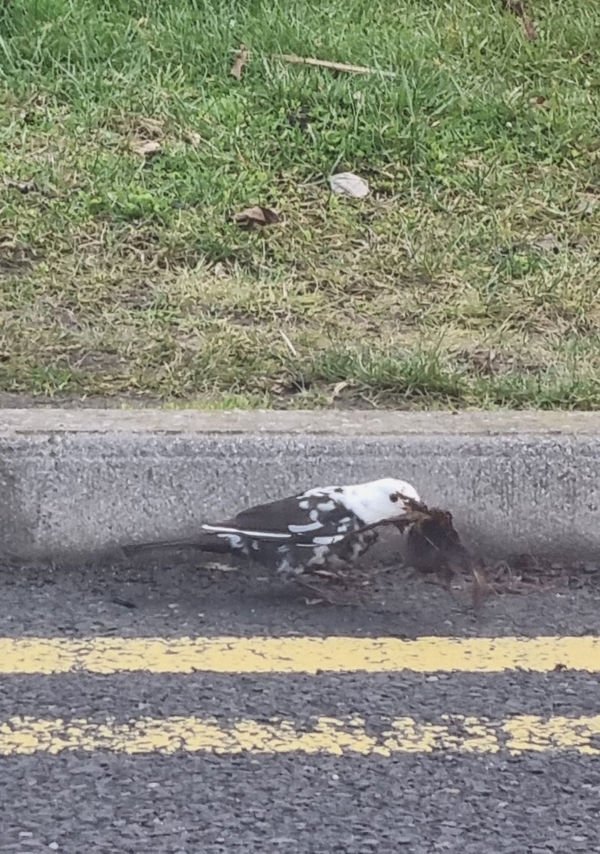 💚 P 🪴 tweet media