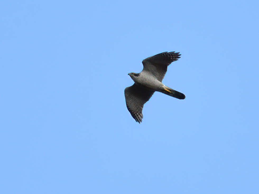 alan23982's tweet photo. I was full of confidence today but on arrival at my chosen spot it was evident that the wind was perhaps a little too "brisk" these are all I managed and to be honest I didnt even leave the car for these as I thought it was a high up Sparrow hawk ! https://t.co/SuJT82YPvi