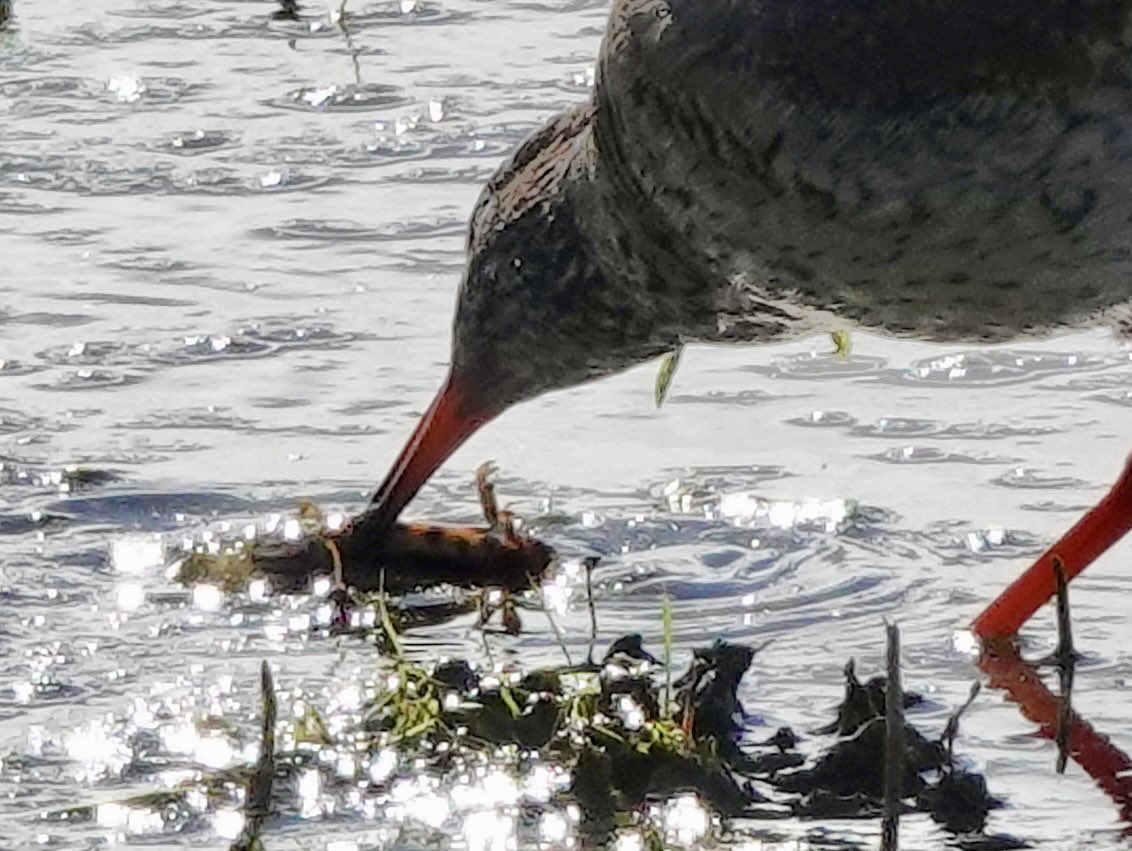 Sharon Wood (nee Loose) tweet media