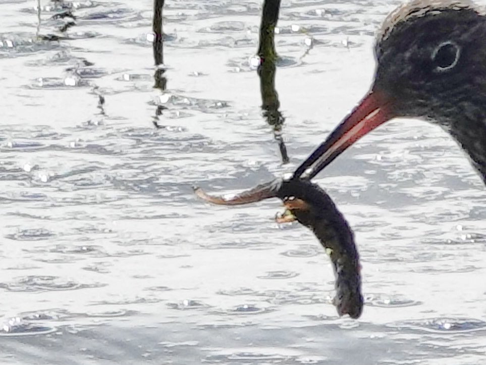 Sharon Wood (nee Loose) tweet media