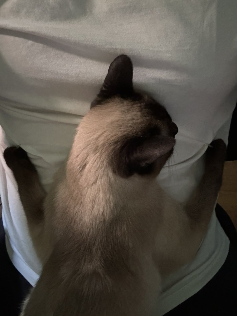 TheRealNomics 😼🚀 tweet media