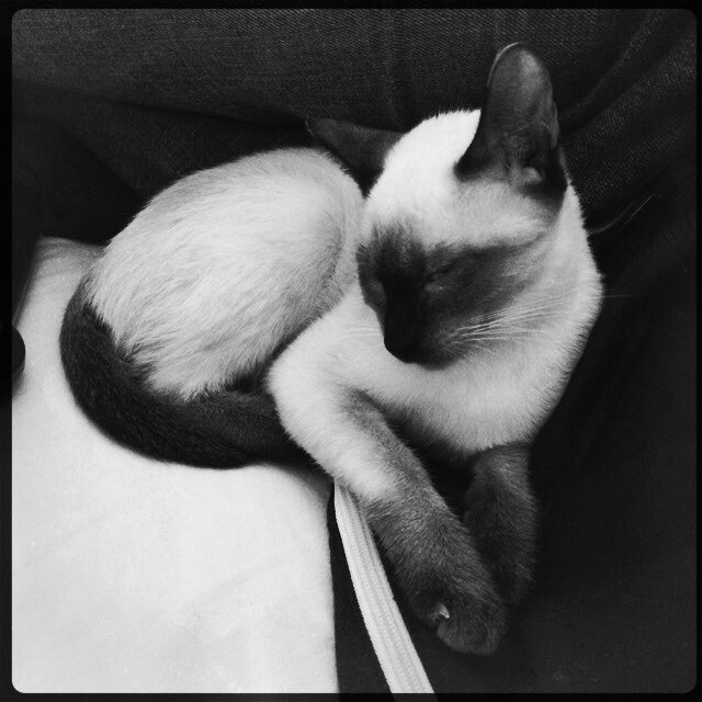 TheRealNomics 😼🚀 tweet media