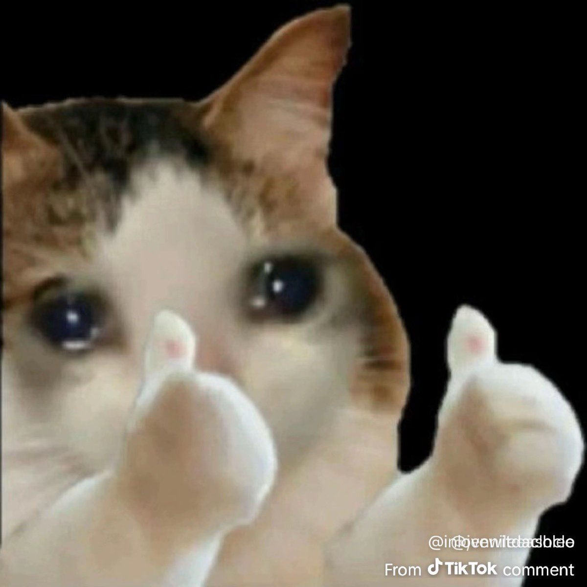 🅱️ophie tweet media