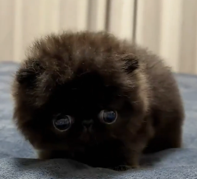 warriors of light and dark