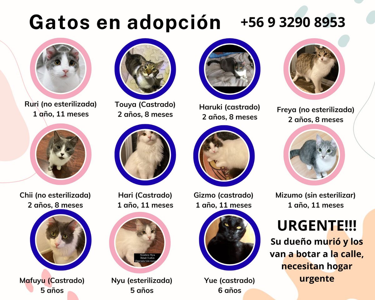 Patty 🐾❤️ tweet media