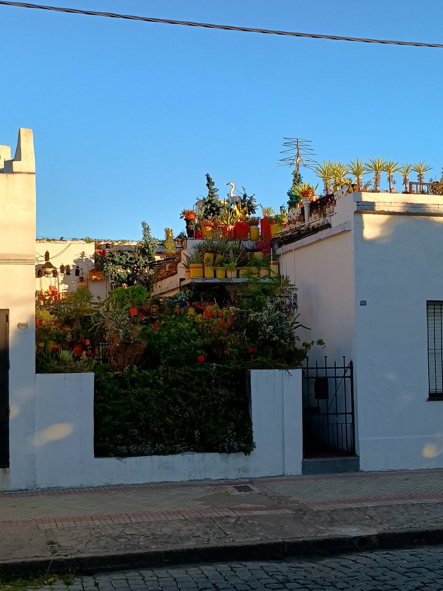 ex domador de leones tweet media